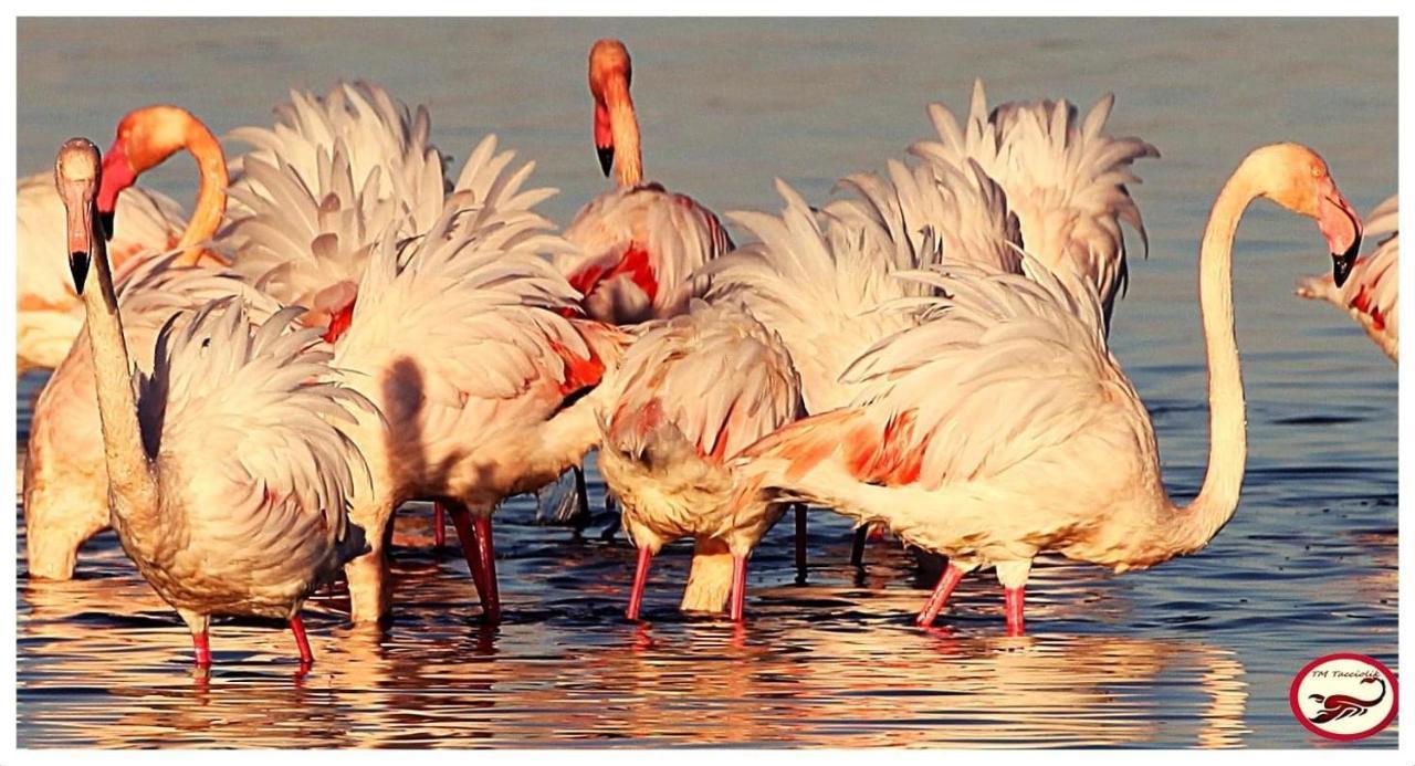Camera Graziosa Альбінія Екстер'єр фото